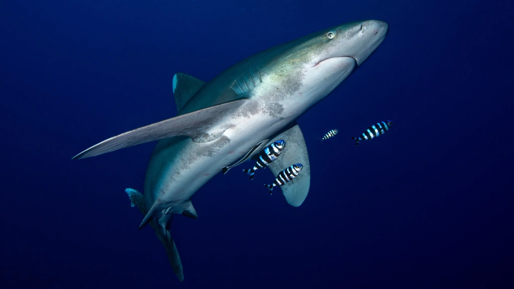 Oceanic white-tip shark in the Red Sea, Egypt