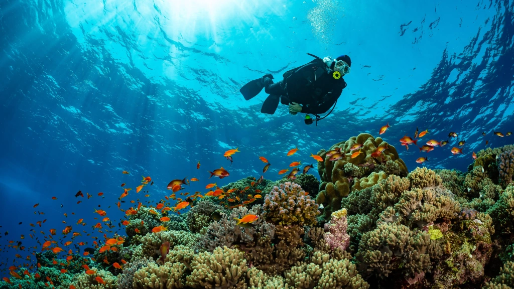 Hard & soft coral in Egypt