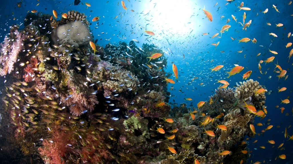 Coral reef scene in South Sinai, Egypt
