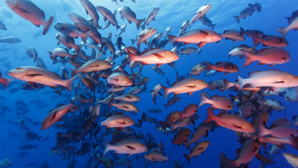 Red snapper in Palau