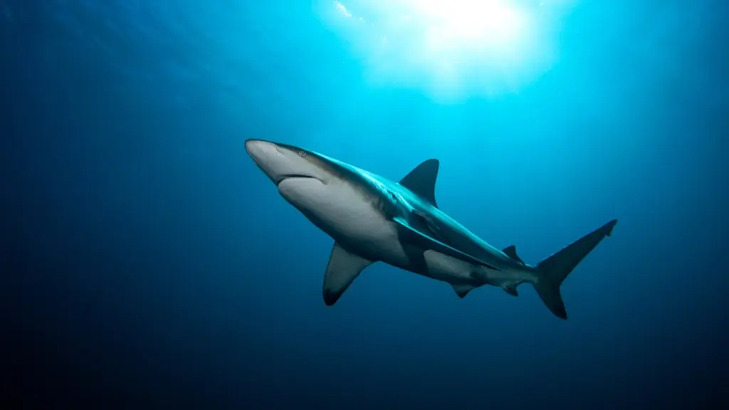 Black-tip reef shark in South Africa