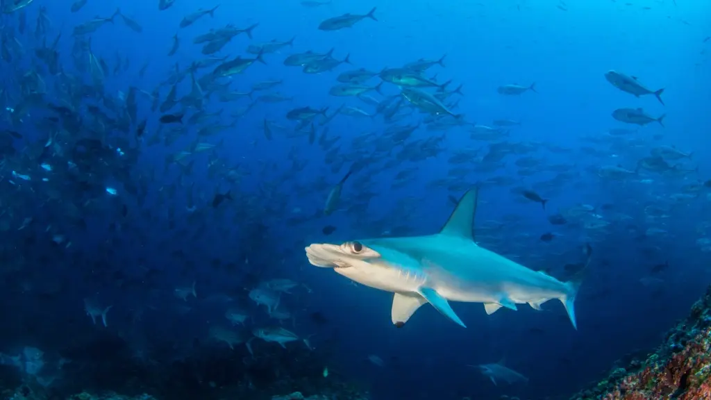 Scalloped hammerhead shark in Cocos Island, Costa Rica
