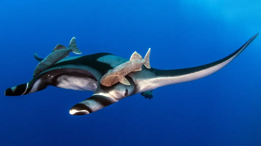 Manta ray in the Revillagigedo Islands, more commonly known as Socorro in Mexico