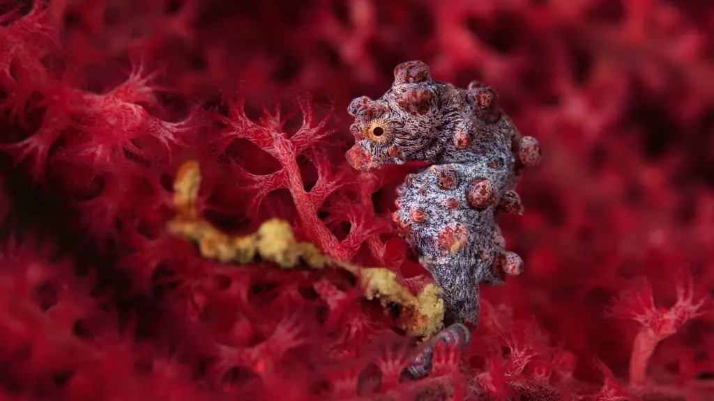 Bargibanti pygmy seahorse in Raja Ampat, Indonesia