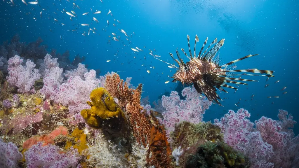 Lion fish & coral reef in Phuket, Thailand
