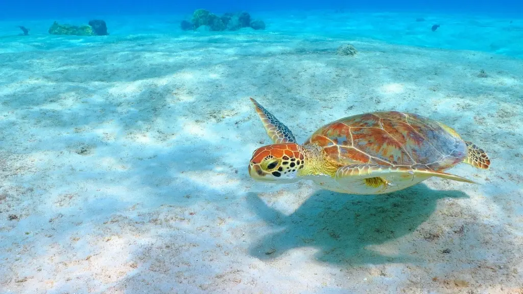 Green sea turtle in Curacao, the Caribbean