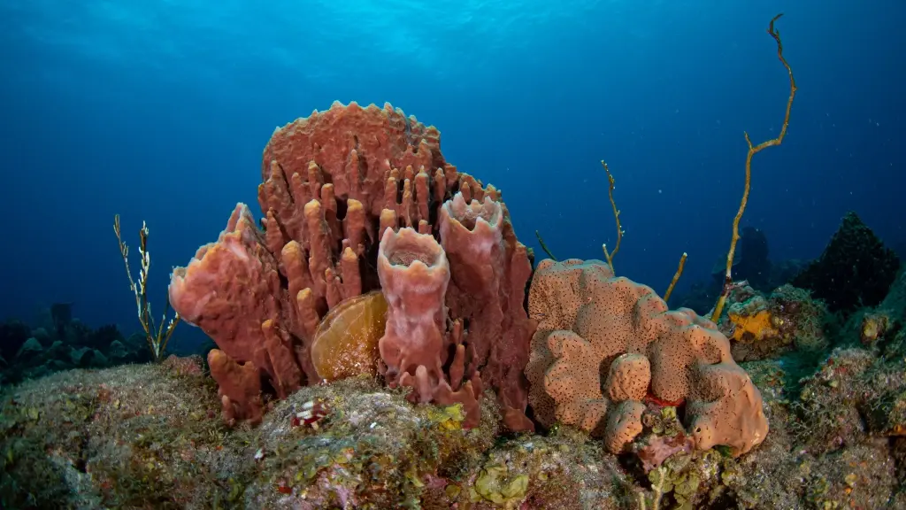 Coral reef in Saba, the Caribbean