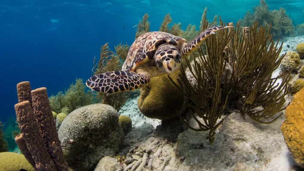 Turtle & coral reef in the Caribbean