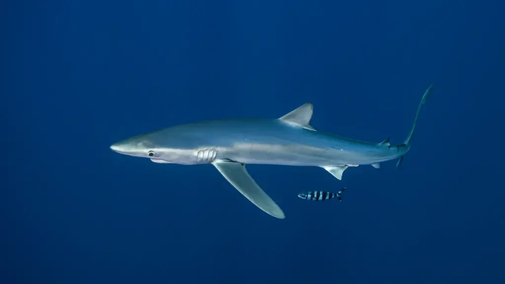 Blue shark in the Azores