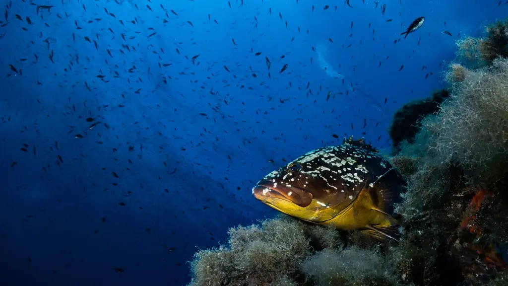 Mediterranean grouper in Villasimius, Sardinia