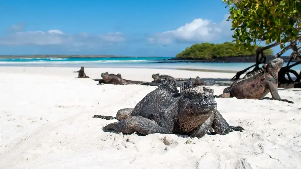 Marine iguana on the beach in the Galapagos Islands