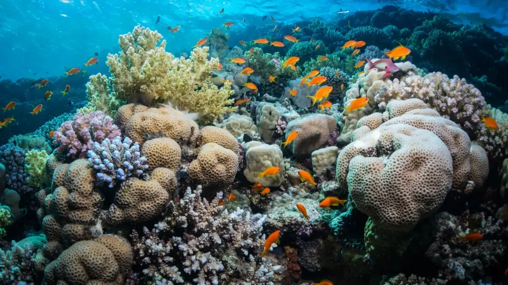 Coral reef, Fury Shoal, Red Sea