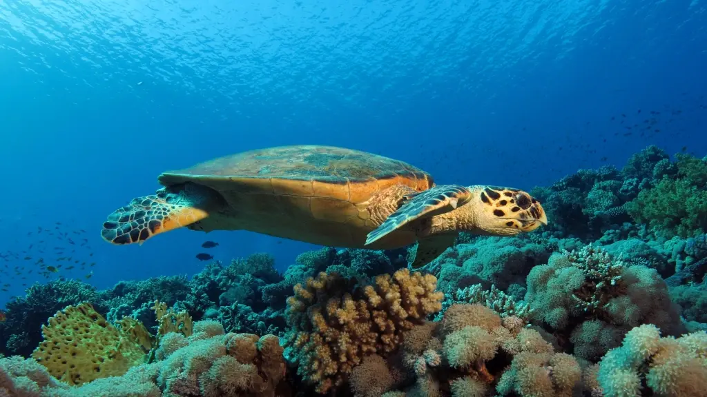 Hawksbill turtle in Egypt