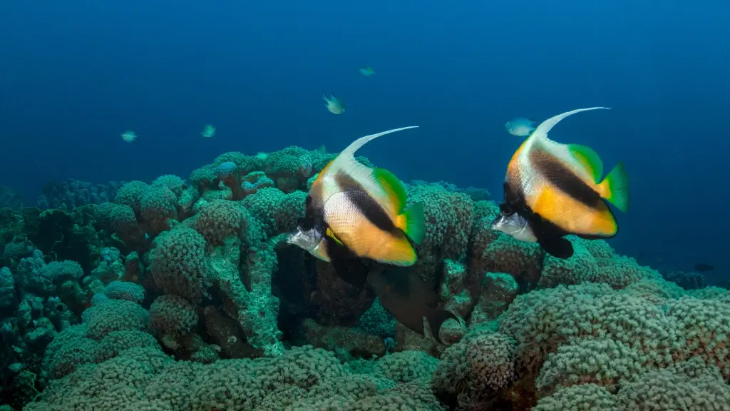 Masked bannerfish in Makadi Bay, Egypt