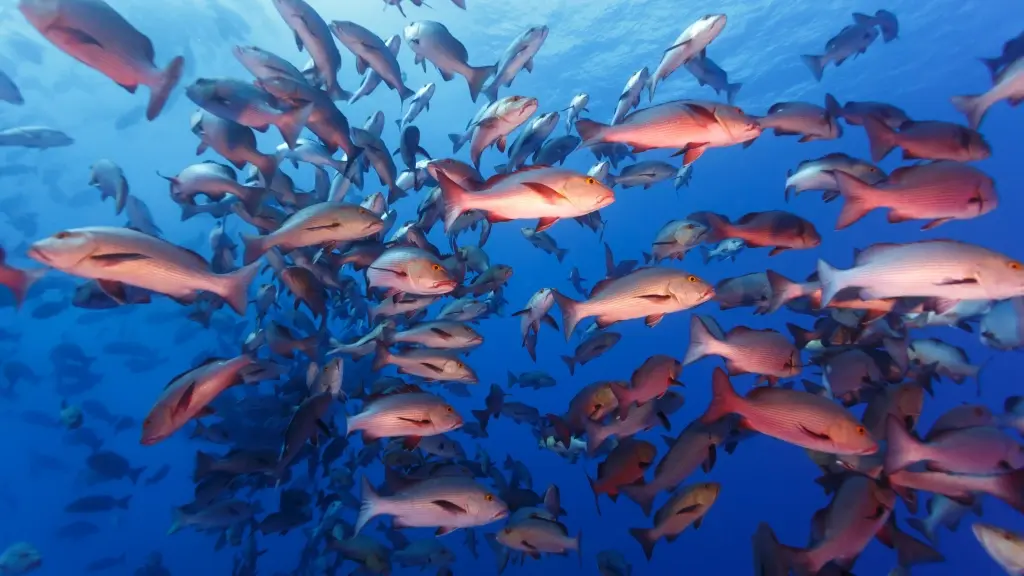Red snapper in Palau