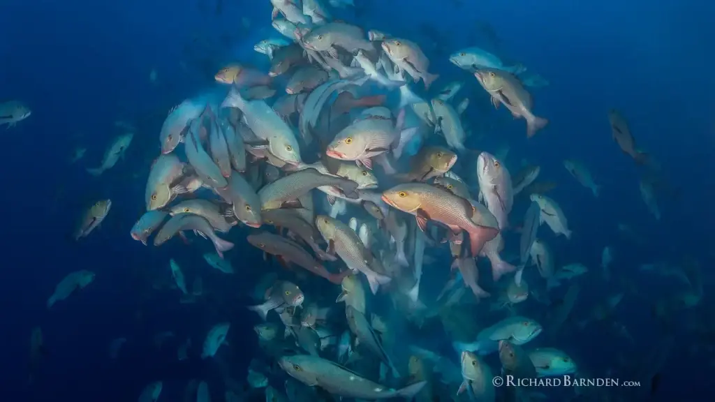 Red/twin spot snappers spawning in Palau