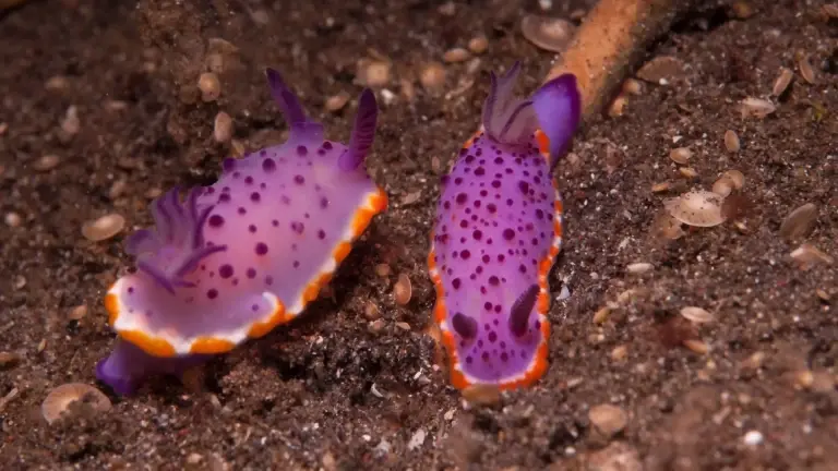 Pair of nudibranch