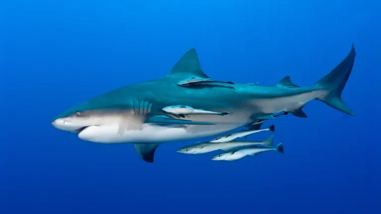 Bull shark & remora in Mozambique