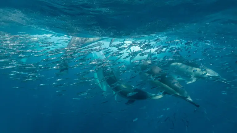 Common dolphins & sardine baitball in South Africa during the Sardine Run
