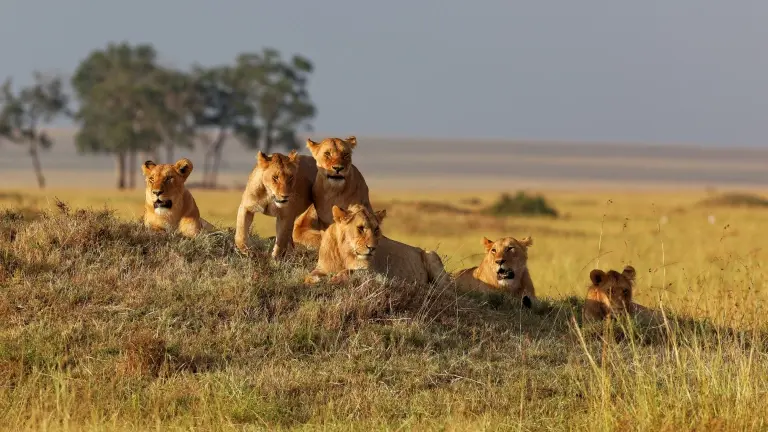 Lion pride in Tanzania, Africa