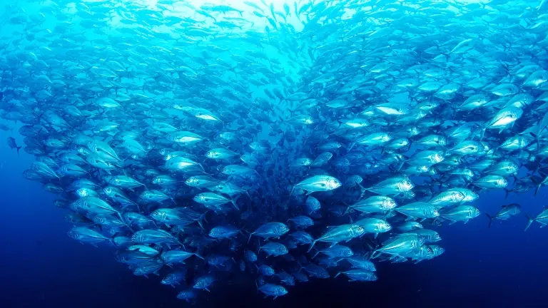 Jack fish in Cocos Island, Costa Rica