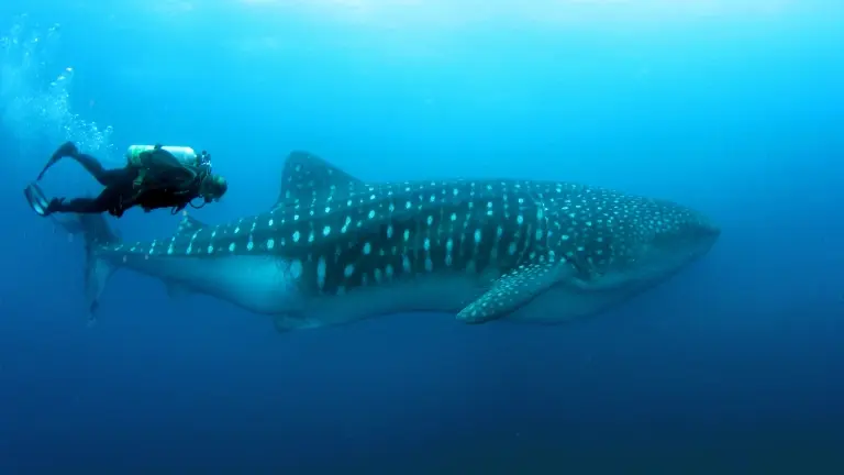 Whale shark & diver in the Galapagos Island