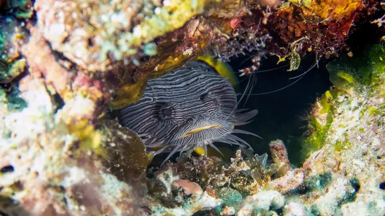Splendid toad fish in Cozumel, Mexico