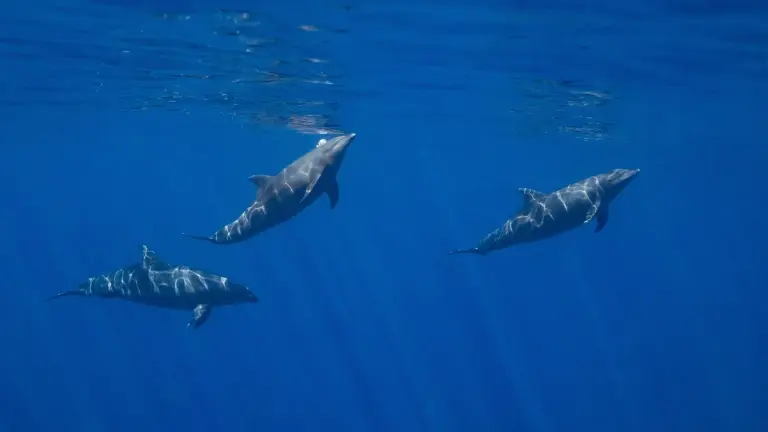 Dolphins in Socorro Island, Mexico