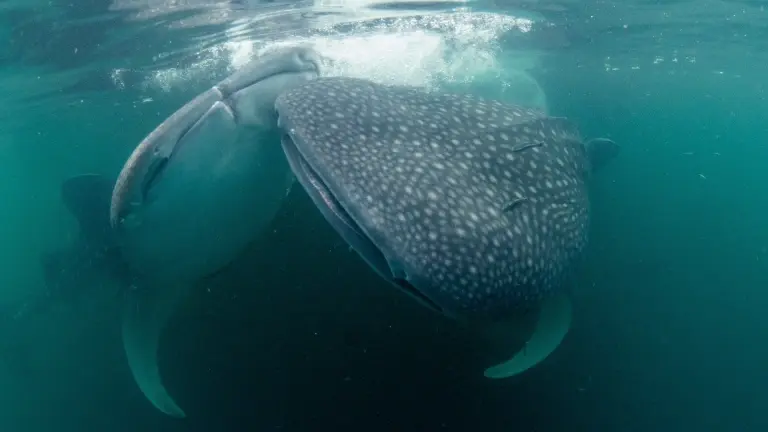 Whale sharks in Cenderwasih Bay, Indonesia