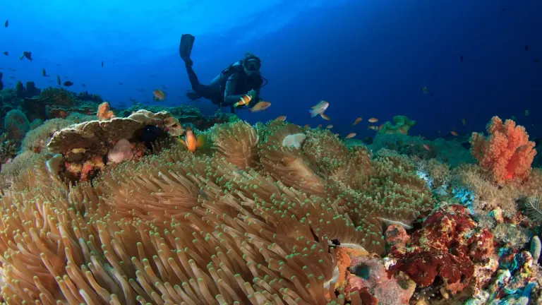 Diver exploring a coral reef in Indonesia