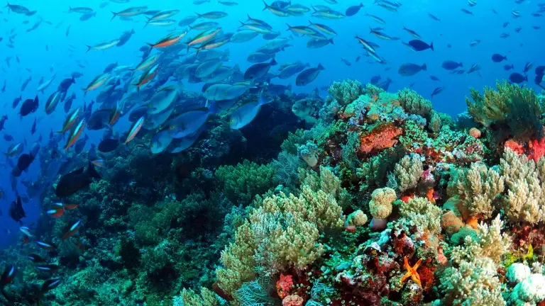 Busy coral reef in Komodo National Park, Indonesia