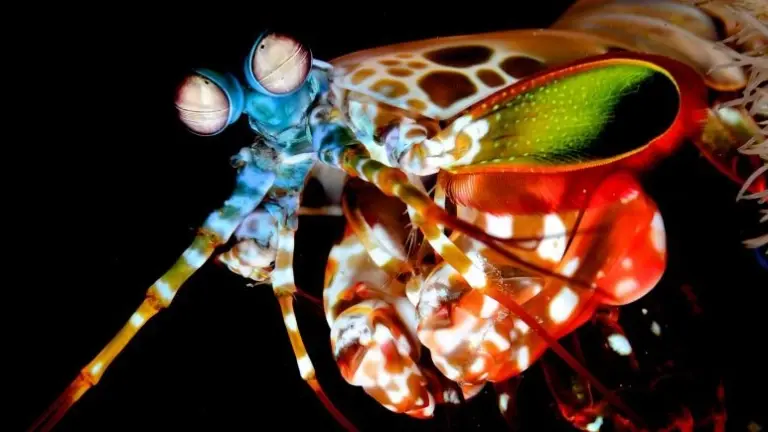 Mantis shrimp in Siladen, Indonesia