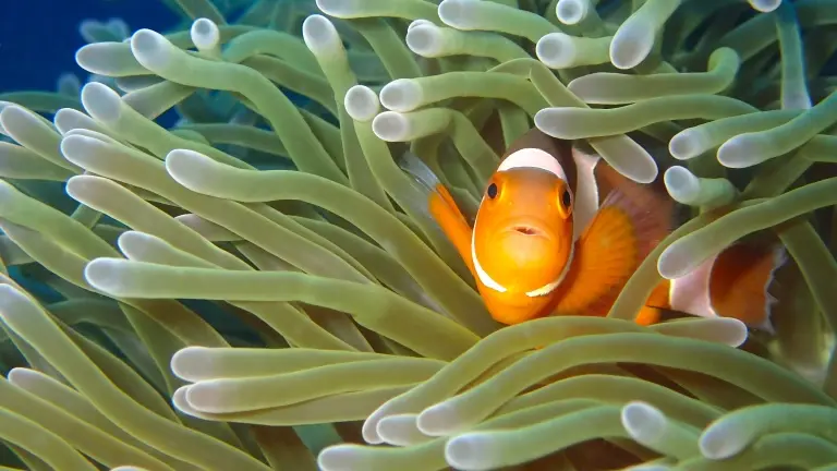 Anemonefish in Dumaguete, the Philippines