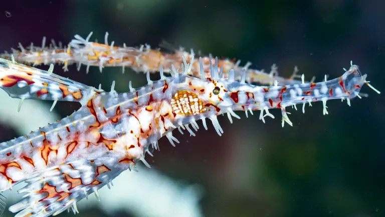Ornate ghost pipefish in the Philippines
