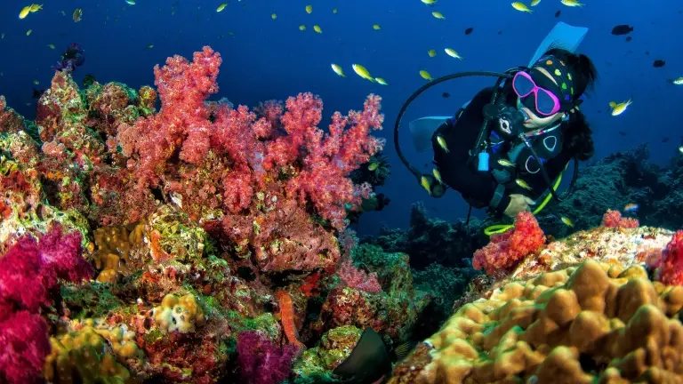 Diver & soft coral in Asia