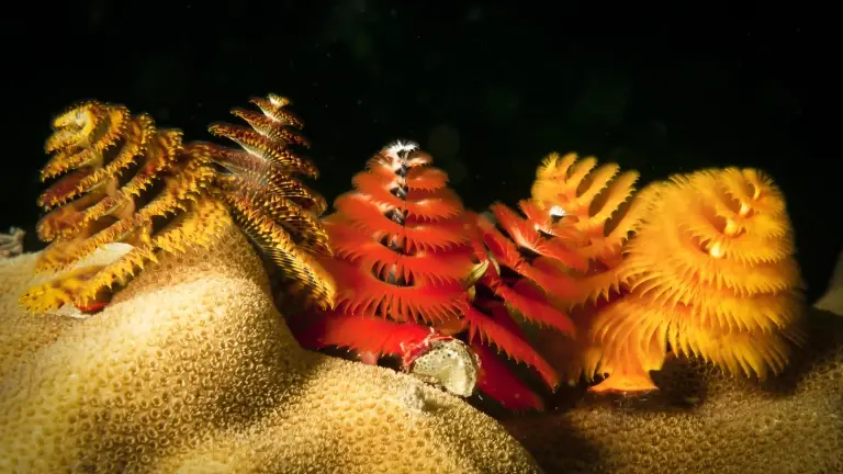 Christmas tree worms in Thailand
