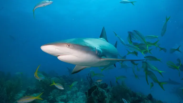 Caribbean reef shark in the Bahamas