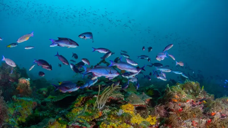 Creole wrasse & coral reef in Grenada