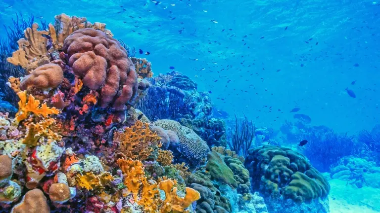 Shallow coral reef in the Caribbean