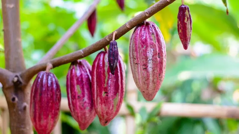 Cocoa pods in a plantation