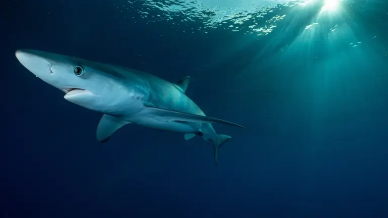 Blue shark & sun rays beaming through in the Azores