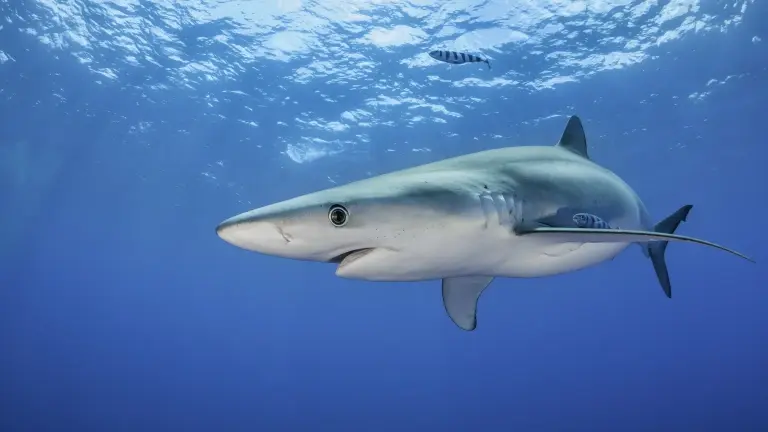 Blue shark in the Azores