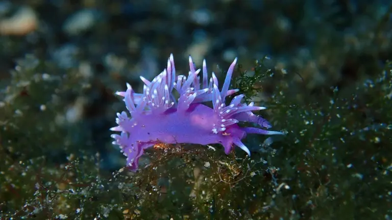 A purple nudibranch, flabelina sea slug, in Lanzarote, the Canary Islands