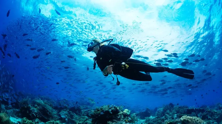 Female scuba diver & fish shoal underwater
