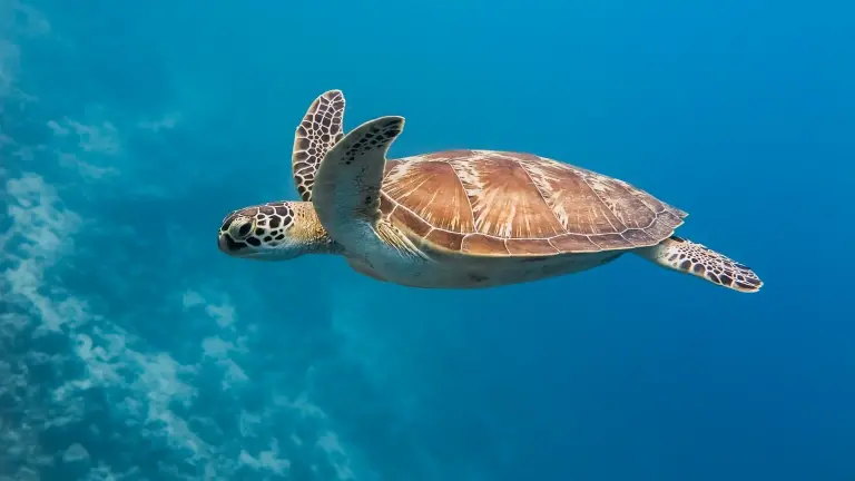 Green turtle in Oman