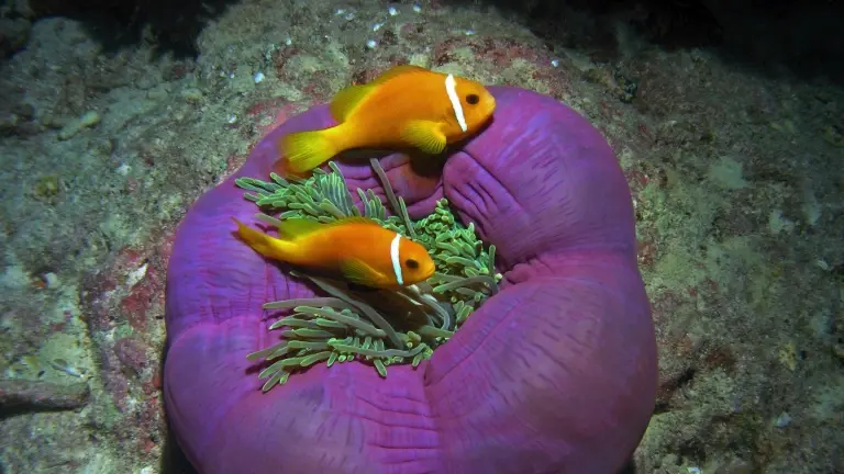 Maldivian anemonefish in the Maldives