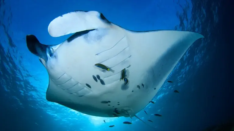Manta ray in the Maldives