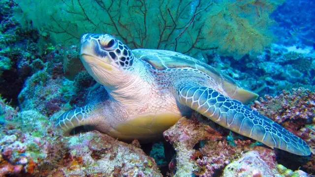 Turtle in the Maldives