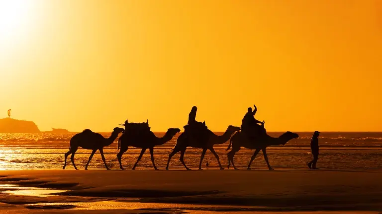 Camels at sunset in Oman