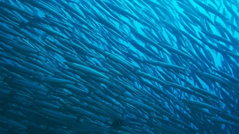 School of barracuda